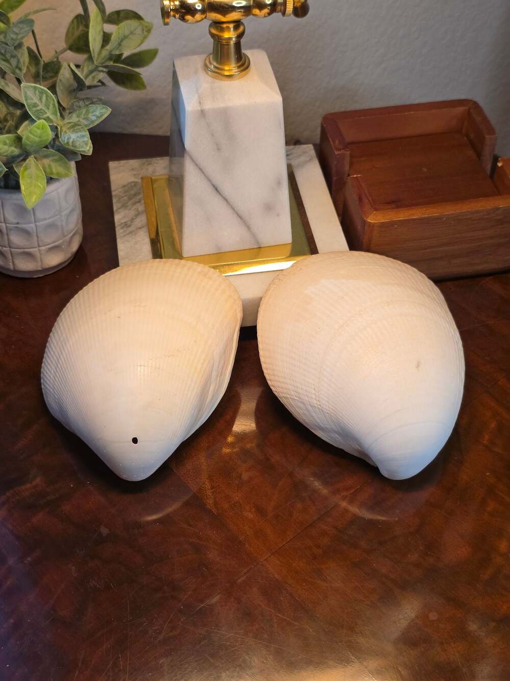 Giant Pacific Cockle Pair Vintage Shells